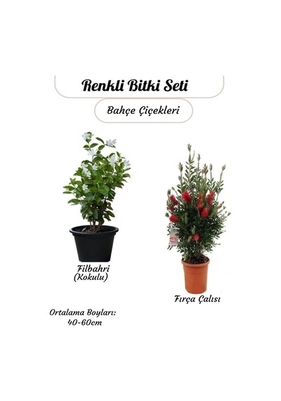 Kokulu Filbahri Sarmaşığı+ Fıça Çalısı Bahçe Bitkisi Saksılı