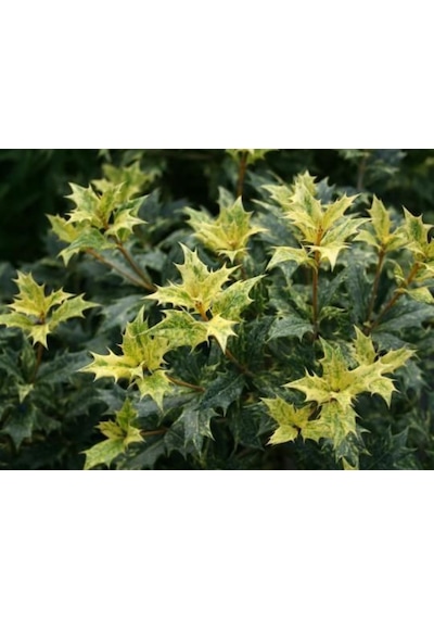 Osmanthus Heterophyllus Alacalı Fidan 1-2 Yaş Arası