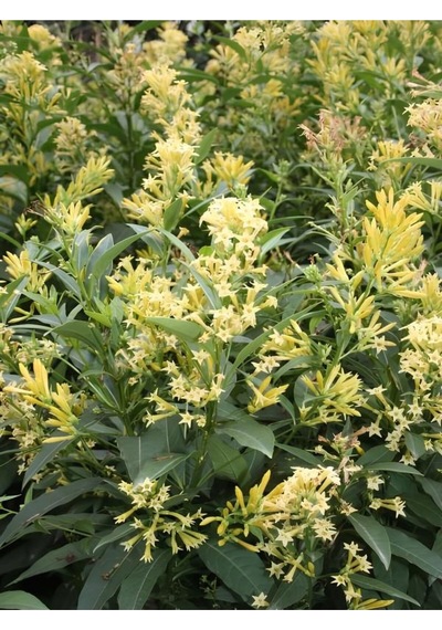 Yoğun Kokulu Melisa Çiçeği 4 Adet 55-80 Cm Saksılı/tüplü Bahçe Bitkisi Cestrum