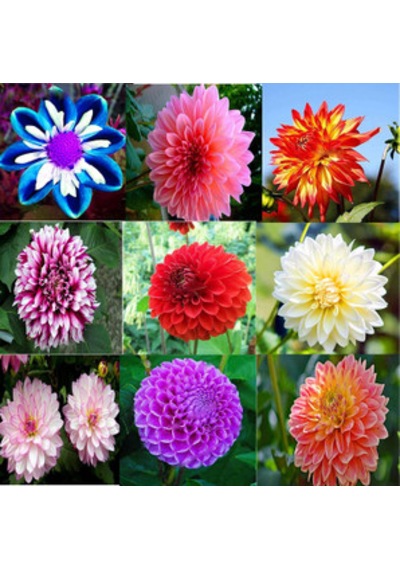 104 Adet Bodur Yıldız Dahlia Çiçeği Yumrusu Yumru Boyu 9 Cm . Yeni Mahsul.çiçekli Boyu 45 Cm.