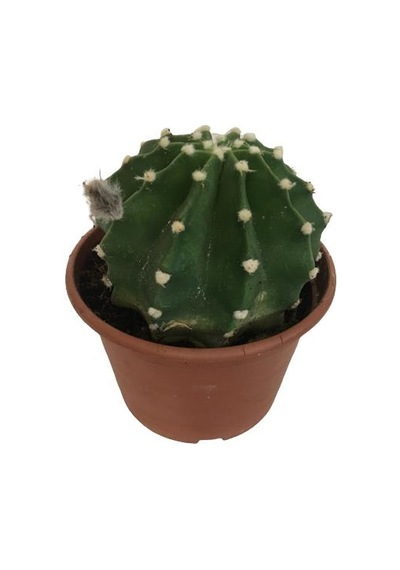 İthal Büyük Boy Kaktüs - Echinopsis Subdenudata 17 Cm Lik Saksıda