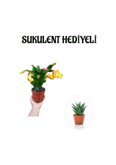 Anneler Gününe Özel Sarı Renk Yılbaşı Çiçeği-kaktüsü Sukulent Hediyeli