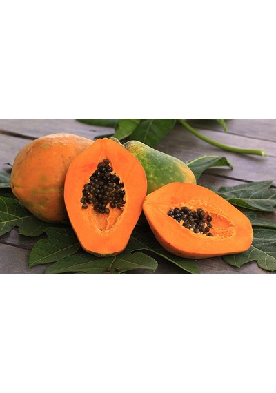 Papaya Fidanı 2 Yaş 50 Cm