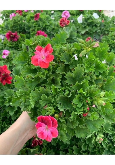Ceylan Gözü Sardunya Fidanı Fuşya 10-20 Cm