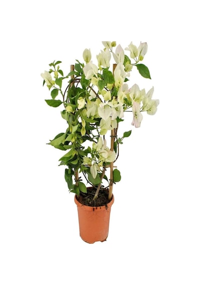 Videolu 1 Adet Beyaz Begonvil Çiçeği 30-60 Cm Tüplü Çiçekli Bodur Bitkiler Begonia