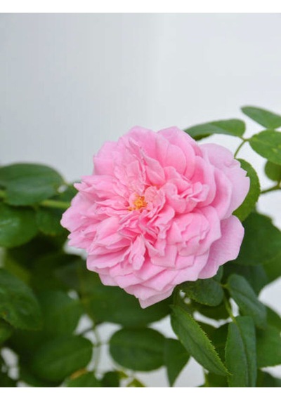 Videolu Pembe Ponpon Sarmaşık Gül Fidanı 1 Adet 80-120cm Dış Mekan Climbing Pink Ruffled Rose