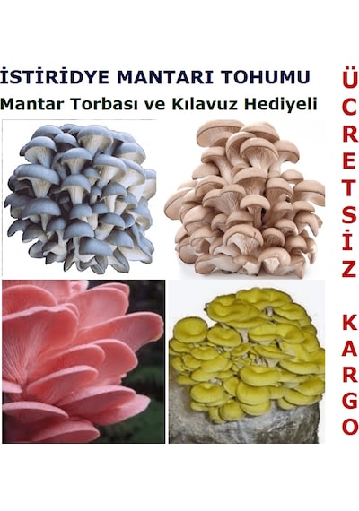 2000 Adet İstiridye Kavak Mantarı Tohumu