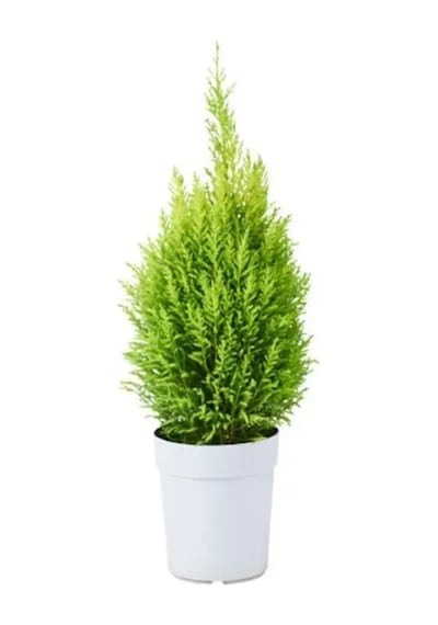 Serada Decor Plant Limon Kokulu Limoni Servi Cupressus Ev Ofis Salon Çamı 30-40 Cm
