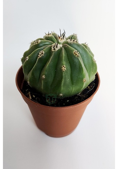 Melocactus Maxonii Inermis Şapkali Özel Tür Koleksiyon Kaktüs 5.5