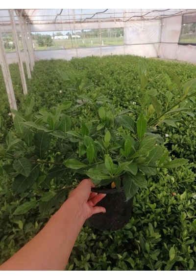 Gardenia Jasminoides Gardenya Çiçeği