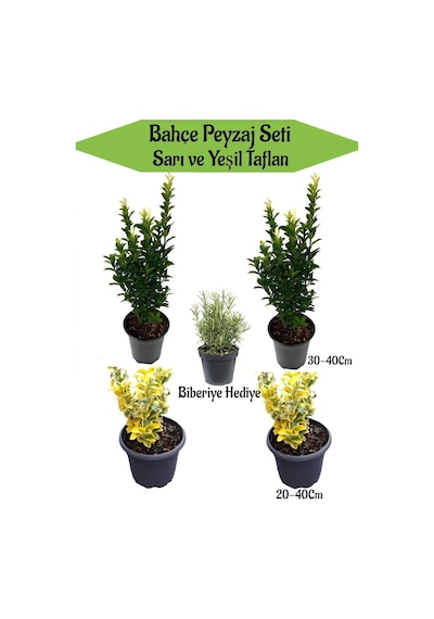 Bahçe Seti 2 Adet Yeşil+ 2 Adet Sarı Taflan Fidanı +hediye Mezem Çiçeği