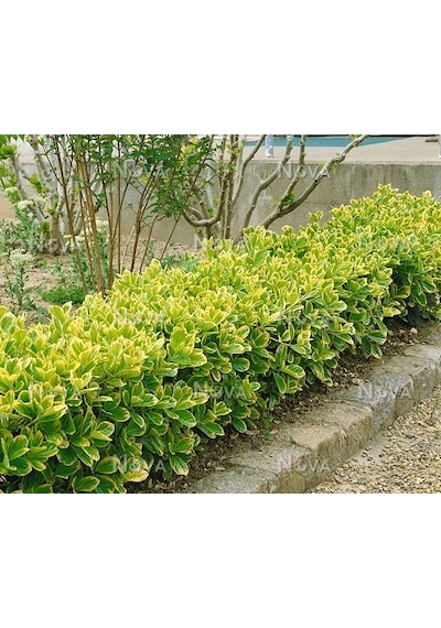5 Adet Gold Taflan Fidanı 20-40 Cm altuni Taflan
