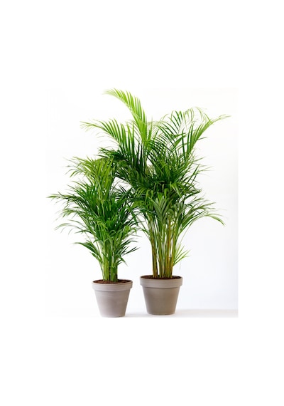 Areka Palmiyesi 100-120cm