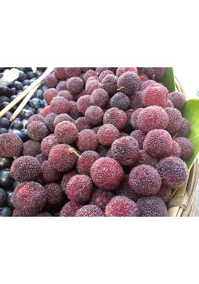 Çin Çilek Ağacı Fidanı 4 Yaş 100 Cm