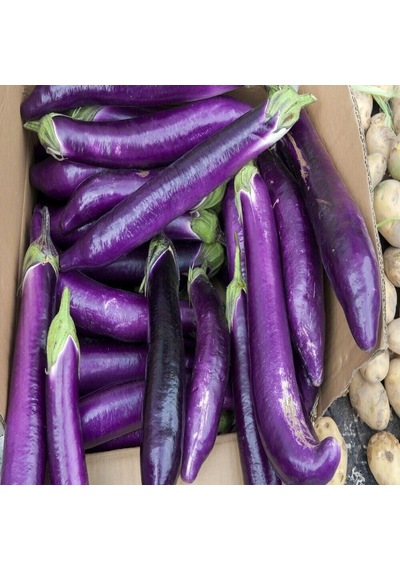Thin Long Patlıcan Tohumu 15 Tohum 1 Paket