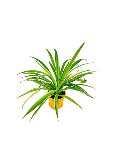 Kurdele Çiçeği Chlorophytum 15-25 Cm