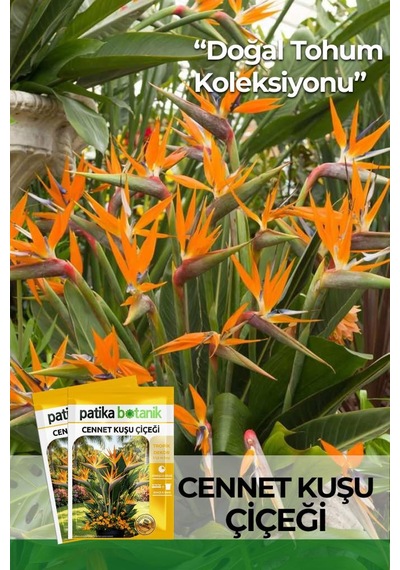 3 Adet Cennet Kuşu Çiçeği Tohumu (Strelitzia Reginae)