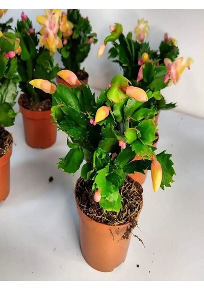 Videolu Sarı Yılbaşı Çiçeği Fidanı 1 Adet Saksılı 10-20cm Iç Mekan Bitkisi Yellow Rhipsalidopsis
