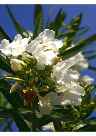 Beyaz Zakkum Bitkisi 1 Adet Saksılı/ Tüplü 30-60 Cm White Oleander