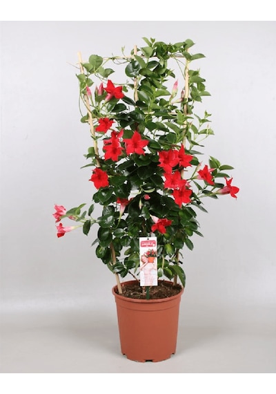 Mandevilla Sarmaşığı - Kırmızı 80-100cm