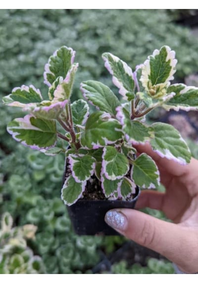 Mini Özel Tür Kokulu Benjamin Çiçeği Fidanı Saksılı 1 Adet 10-20cm
