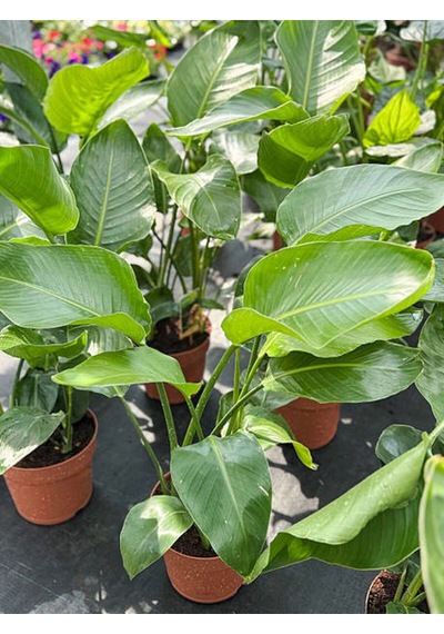 3 Gövdeli Strelitzia Cennet Kuşu Dolgun Formlu Canlı Salon Bitkisi 80 120 Cm
