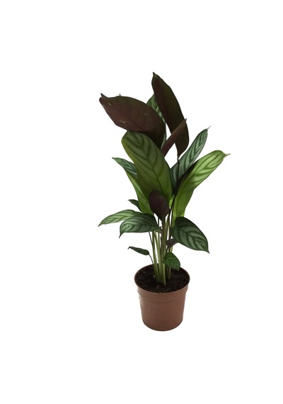 Calathea Majestica 'Exotica' (Dua Çiçeği) Ø12 CM Y30-35 CM