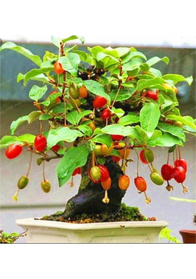 Bodur Kızılcık Bonzai Ağacı Tohumu 5 Adet Bonsai Ağacı Tohumu