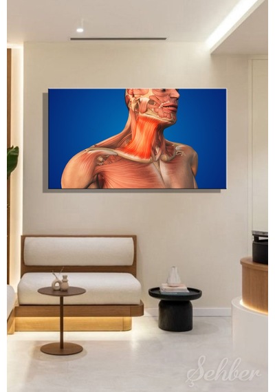 İnsan Boyun Kaslarının Anatomisi Platysma Kası 3d Tıbbi İllüstrasyon Kanvas Tablo Yatay Tekli 3557