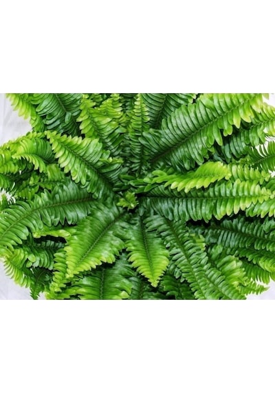 Fujer Aşk Merdiveni Nephrolepsis Exaltata 10-20 Cm