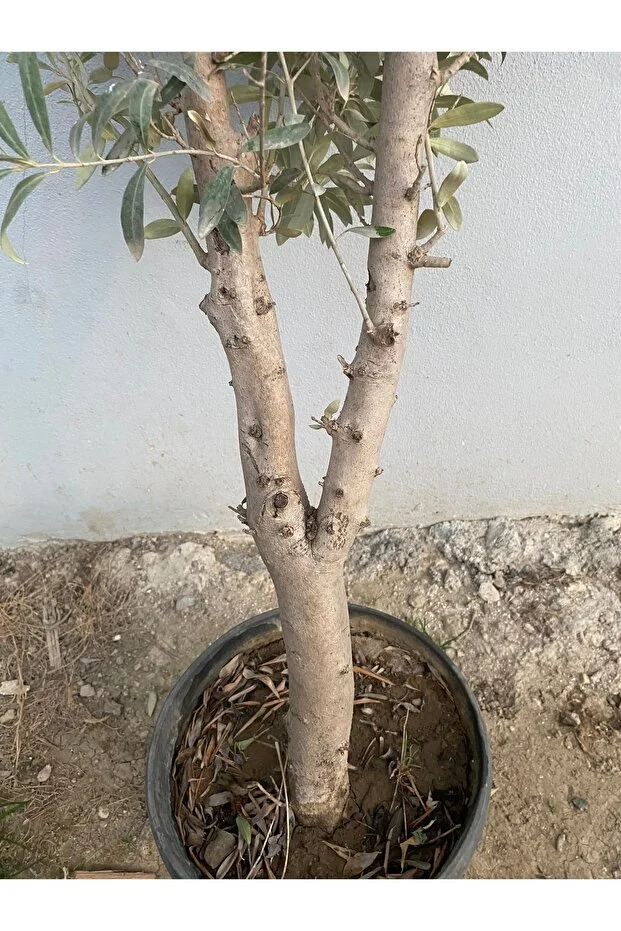 10 Yaş Gemlik Zeytin Fidanı Saksılı Canlı Ve Sağlıklı