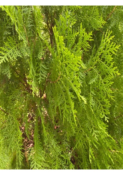 Videolu Mis Kokulu 1 Adet Limon Çamı Servi Fidanı 50-70cm Saksılı\tüplü Lemon Cypress Sapling