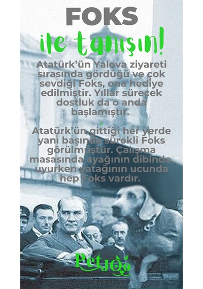 Petjoo 29.Foks Yeşil-Gri Qr'lı Köpek Künyesi