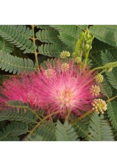 Bonsai Albizia Ağacı & Gülbirişim Ağacı Tohumu 10 Adet Tohum