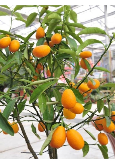 Kamkat Fidanı Bodur 50 60 Cm 1 Adet Dragon Anaç Saksılı /tüplü Meyve Ağacı Kumquat