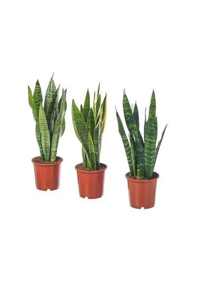 Ikea Sansevıerıa Trıfascıata Canlı Bitki, Yeşil, 14 Cm, Sansevieria Trifasciata