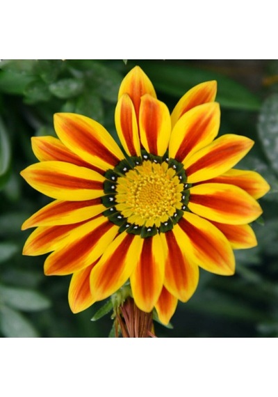 5 Adet 5 Renk Gazania Çiçeği Tohumu