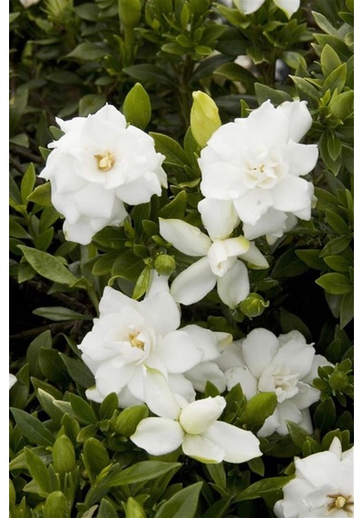 Videolu Mis Kokulu Masa Çiçeği 1 Adet Gardenya Saksılı 30-40cm Gardenia Flower