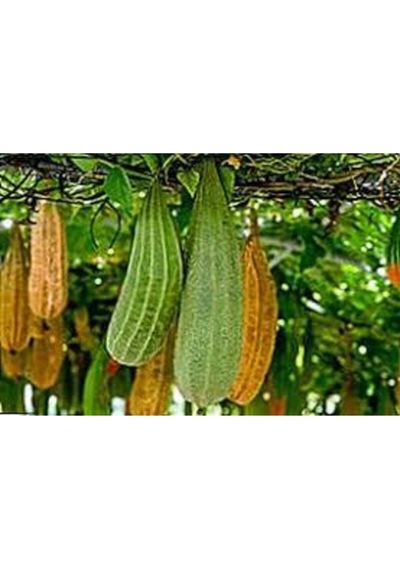 5 Adet Tohum Lif Kabak Tohumu Kabak Tohumu Lif Kabağı Tohumu Sürpriz Hediye Tohum