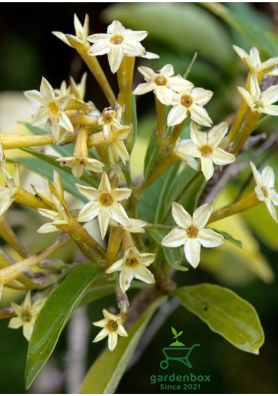 Melisa Parfüm Çiçeği 30-50cm 1 Adet Cestrum Nocturnum