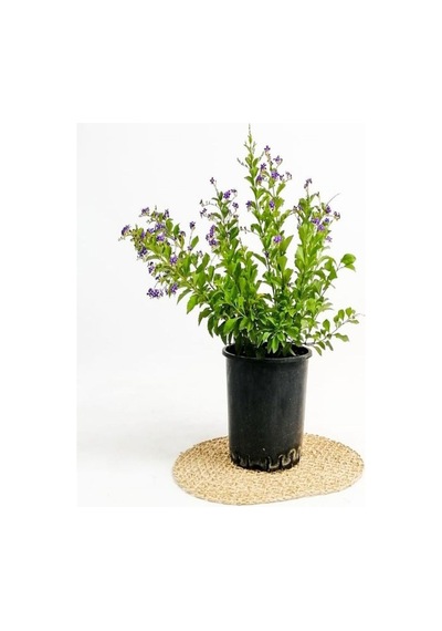 1 Adet Ağaç Menekşesi Fidanı Saksılı 60-120cm Japanese Tree L
