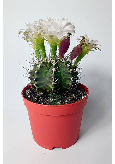 Gymnocalycium Mihanovichii Beyaz Çiçek Veren Kaktüs Büyük Boy Kırmızı Saksıda 8.5 CM