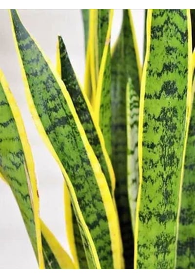 Videolu Sarılı Kılıç Çiçeği Fidanı 20-40cm Saksılı Çiçekli Bodur Bitkiler Sansevieria Trifasciata