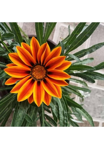 10 Adet Yellow Orange Gazania Tohumu