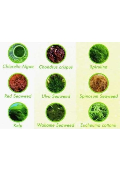 New Life Spectrum Algae Max Medium 2Mm 100 G.
