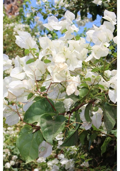 1 Adet Beyaz Renk Bodur Begonvil Çiçeği Fidanı 25-45 Cm Saksılı/tüplü Çiçekli Bodur Bitkiler Whıte Bougainvillea