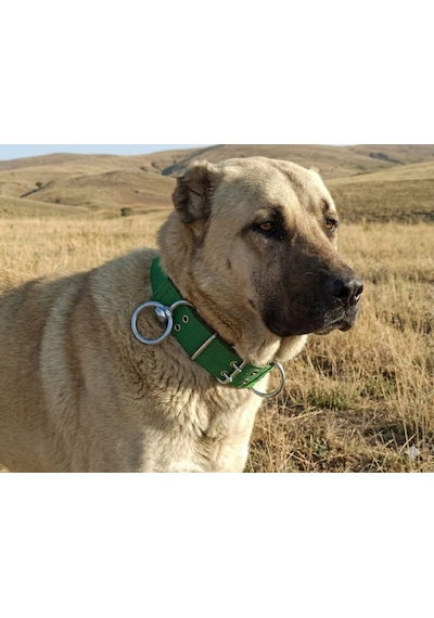 İri Ve Büyük Cinsler İçin Kanğal Köpek Tasması 80x5 Cm Yeşil