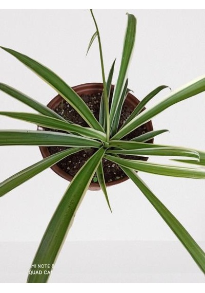 Kurdele Çiçeği Chlorophytum Kurdale