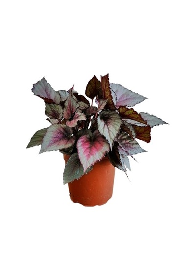 Serada Decor Plant Silver Limbo Begonya Rex - Yaprak Güzeli 20 - 40 Cm.