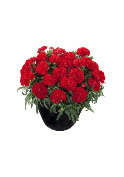 Serada Decor Plant Kokulu Koyu Kırmızı Bodur Karanfil Bitkisi Dianthus Caryophyllus Red